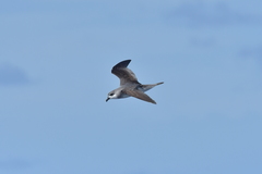 Pterodroma nigripennis