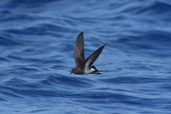 Fregetta maoriana