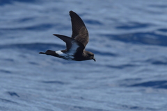 Fregetta maoriana