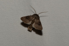 Protorthodes melanopis