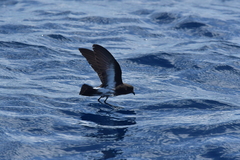 Fregetta maoriana