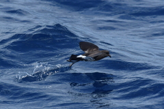 Fregetta maoriana