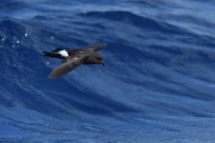 Fregetta maoriana