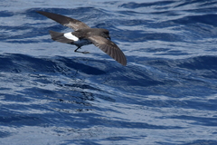 Fregetta maoriana