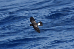 Fregetta maoriana