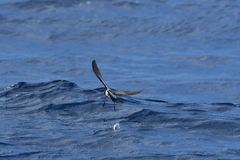 Fregetta maoriana