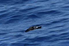 Fregetta maoriana
