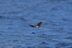 Fregetta maoriana