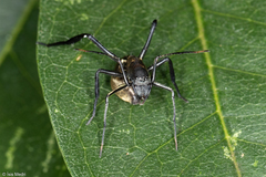 Myrmecotypus iguazu