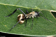 Myrmecotypus iguazu