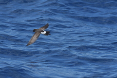 Fregetta maoriana