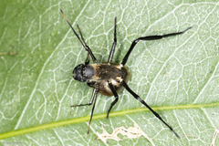 Myrmecotypus iguazu