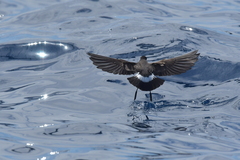 Fregetta maoriana