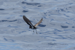 Fregetta maoriana