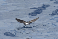 Fregetta maoriana