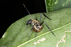 Myrmecotypus iguazu