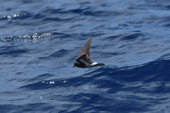 Fregetta maoriana