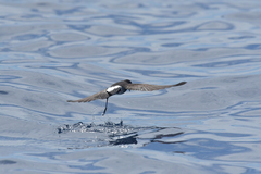 Fregetta maoriana