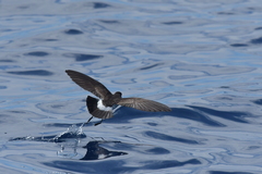 Fregetta maoriana