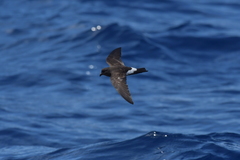Fregetta maoriana