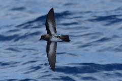Fregetta maoriana