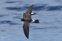 Fregetta maoriana