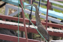 Tigrisoma mexicanum