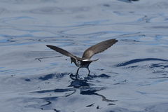 Fregetta maoriana