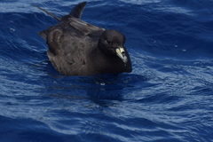 Procellaria parkinsoni