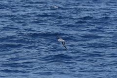 Pterodroma nigripennis