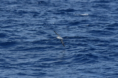 Pterodroma nigripennis