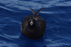 Procellaria parkinsoni