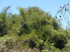 Guadua paniculata