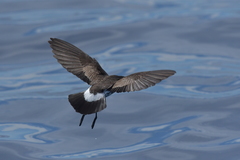 Fregetta maoriana