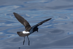 Fregetta maoriana