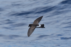 Fregetta maoriana