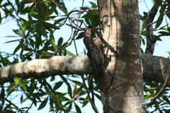 Nyctibius griseus