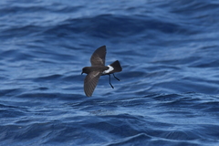 Fregetta maoriana