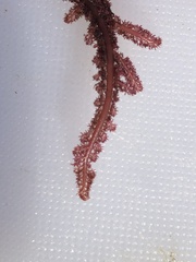 Neoptilota densa