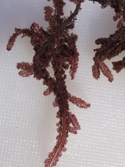 Neoptilota densa