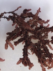 Neoptilota densa