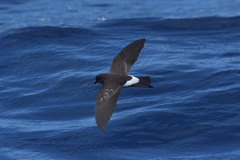 Fregetta maoriana