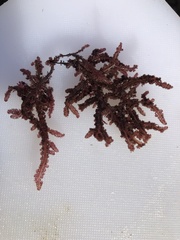 Neoptilota densa