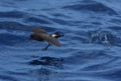 Fregetta maoriana