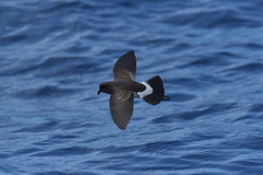 Fregetta maoriana