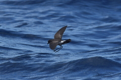 Fregetta maoriana
