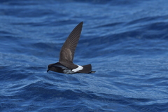 Fregetta maoriana