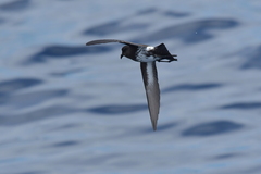 Fregetta maoriana