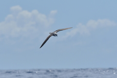 Pterodroma nigripennis