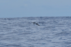 Pterodroma nigripennis